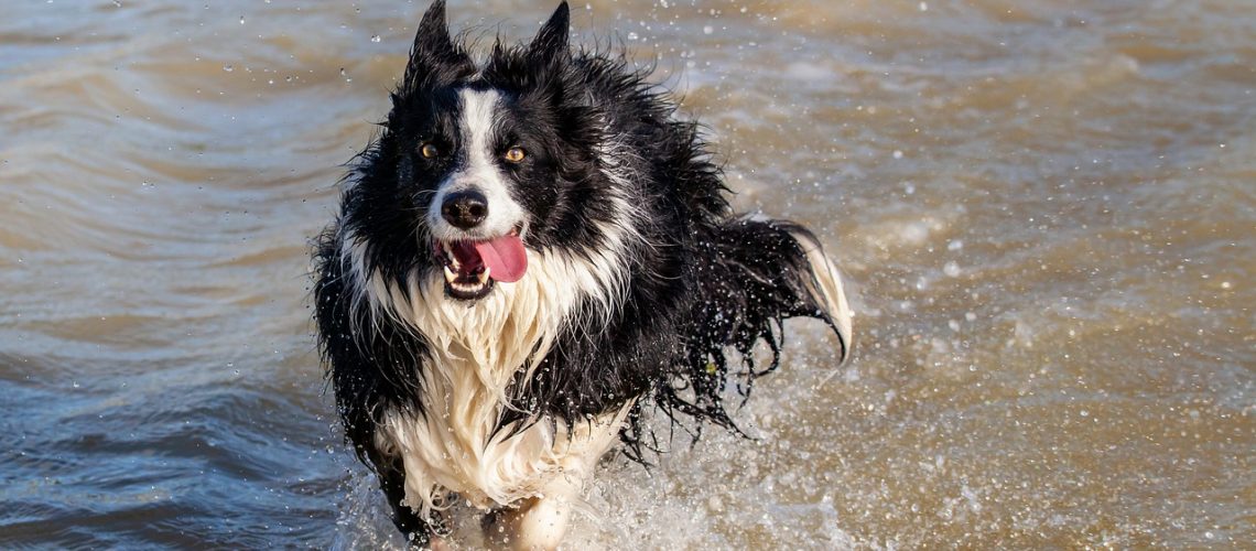 collie-in-water-4398938_1280